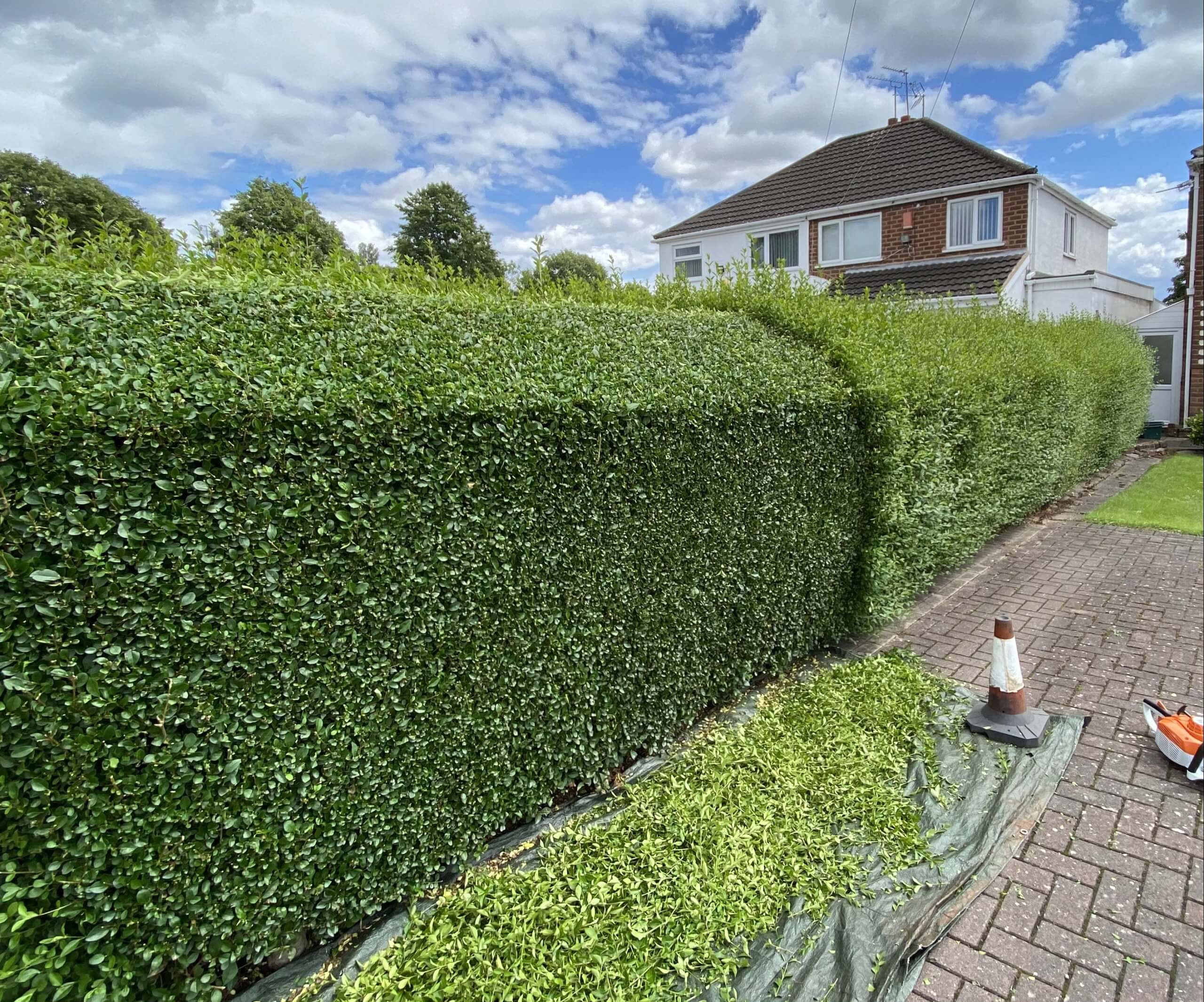 Hedge Trimming/Pruning Work